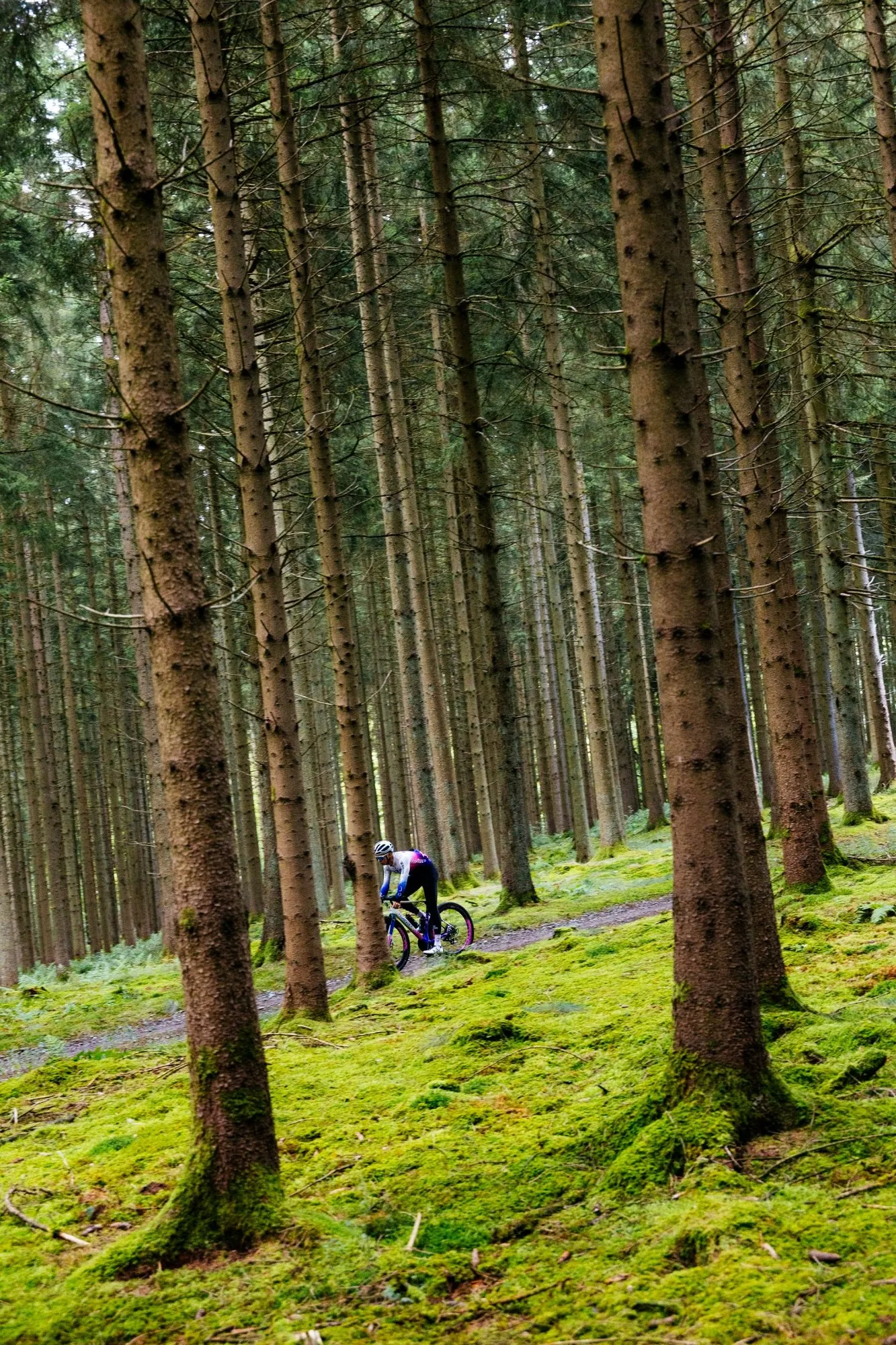 Gravelbike auf einem Waldweg